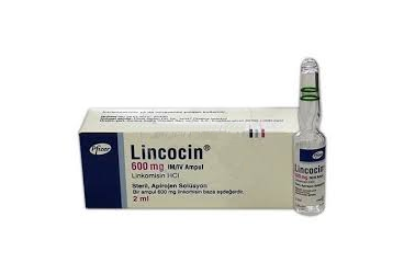 LINCOCIN 2 ml 600 mg 1 ampül kutu görseli
